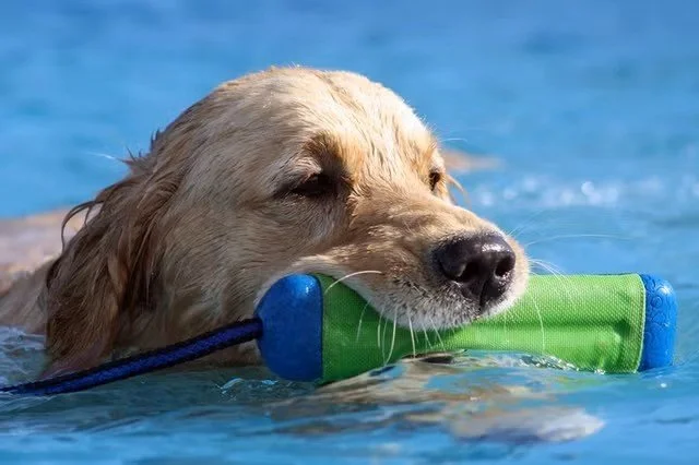 30-Minute Swim