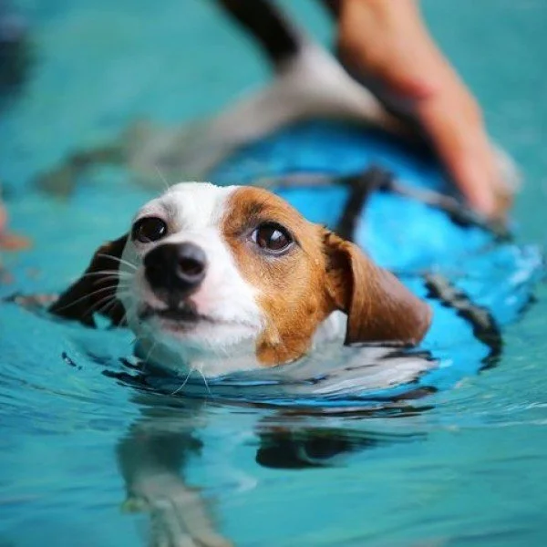 30-Minute Swim With Assistance