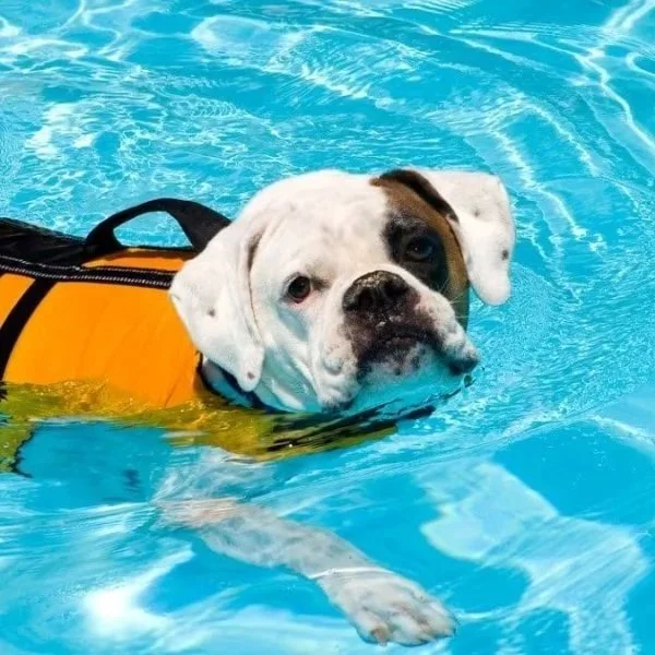 First Swim Consultation